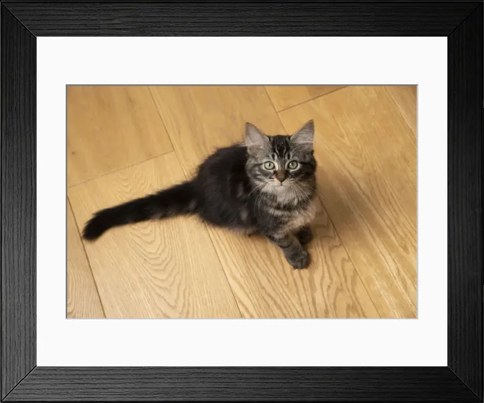 Framed Print : CAT. Brown tabby kitten ( 12 weeks old ) sitting on a wooden floor, looking up Framed Print : CAT. Brown tabby kitten ( 12 weeks old ) sitting on a wooden floor, looking up