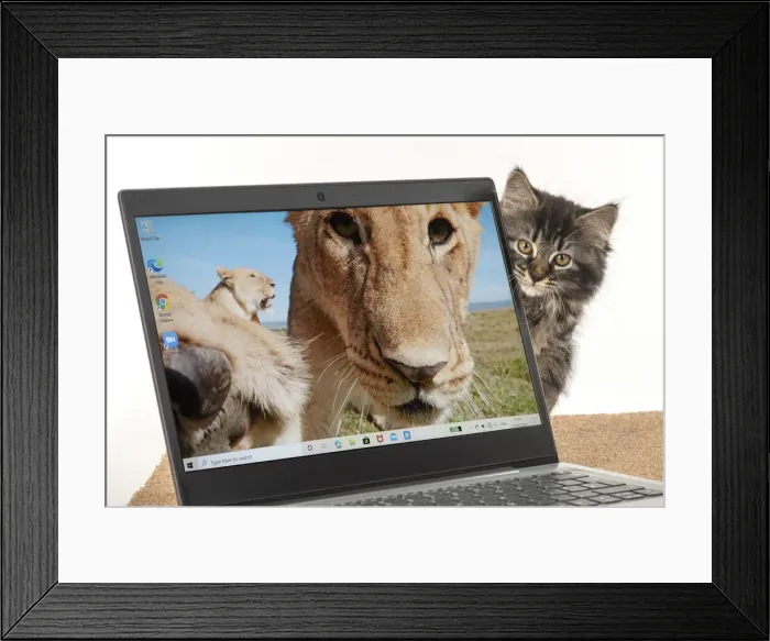 Framed Print : CAT. brown tabby Kitten ( 10 weeks old ) looking out from behind a laptop