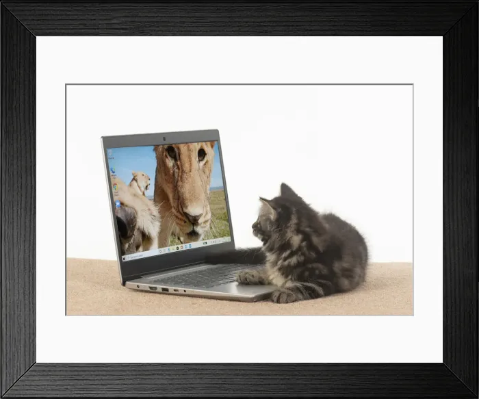 Framed Print : CAT. brown tabby Kitten ( 10 weeks old ) looking at the screen of a laptop Framed Print : CAT. brown tabby Kitten ( 10 weeks old ) looking at the screen of a laptop