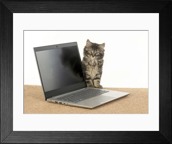 Framed Print : CAT. brown tabby Kitten ( 10 weeks old ) looking out from behind a laptop Framed Print : CAT. brown tabby Kitten ( 10 weeks old ) looking out from behind a laptop