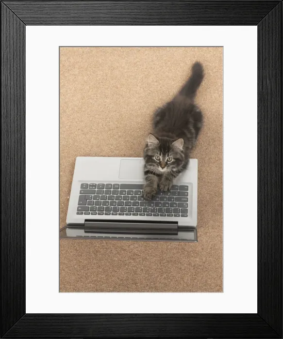 Framed Print : CAT. brown tabby Kitten ( 10 weeks old ) laying on the floor, looking up from a laptop Framed Print : CAT. brown tabby Kitten ( 10 weeks old ) laying on the floor, looking up from a laptop