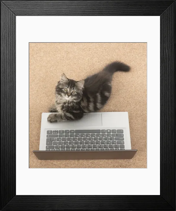 Framed Print : CAT. brown tabby Kitten ( 10 weeks old ) laying on the floor, looking up from a laptop Framed Print : CAT. brown tabby Kitten ( 10 weeks old ) laying on the floor, looking up from a laptop