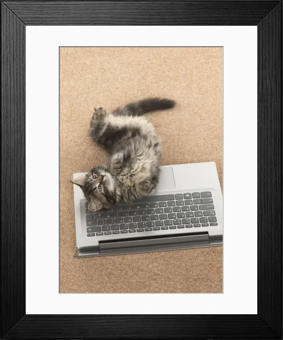 Framed Print : CAT. brown tabby Kitten ( 10 weeks old ) laying on the floor, looking up from a laptop Framed Print : CAT. brown tabby Kitten ( 10 weeks old ) laying on the floor, looking up from a laptop