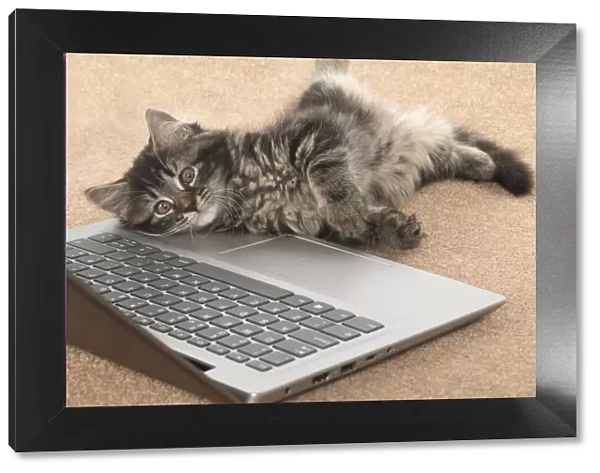 CAT. brown tabby Kitten ( 10 weeks old ) laying on the floor, looking up from a laptop