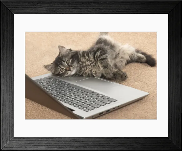 Framed Print : CAT. brown tabby Kitten ( 10 weeks old ) laying on the floor, looking up from a laptop