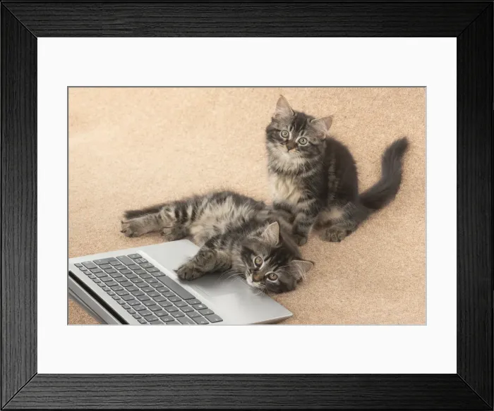 Framed Print : CAT. brown tabby Kittens x2 ( 10 weeks old ) laying together on the floor, looking up from a laptop Framed Print : CAT. brown tabby Kittens x2 ( 10 weeks old ) laying together on the floor, looking up from a laptop