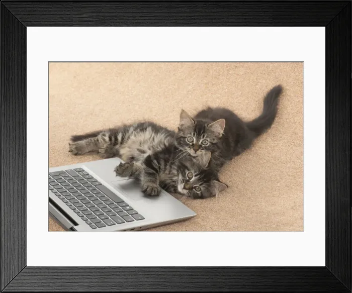 Framed Print : CAT. brown tabby Kittens x2 ( 10 weeks old ) laying together on the floor, looking up from a laptop Framed Print : CAT. brown tabby Kittens x2 ( 10 weeks old ) laying together on the floor, looking up from a laptop