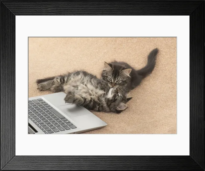 Framed Print : CAT. brown tabby Kittens x2 ( 10 weeks old ) laying together on the floor, looking up from a laptop Framed Print : CAT. brown tabby Kittens x2 ( 10 weeks old ) laying together on the floor, looking up from a laptop