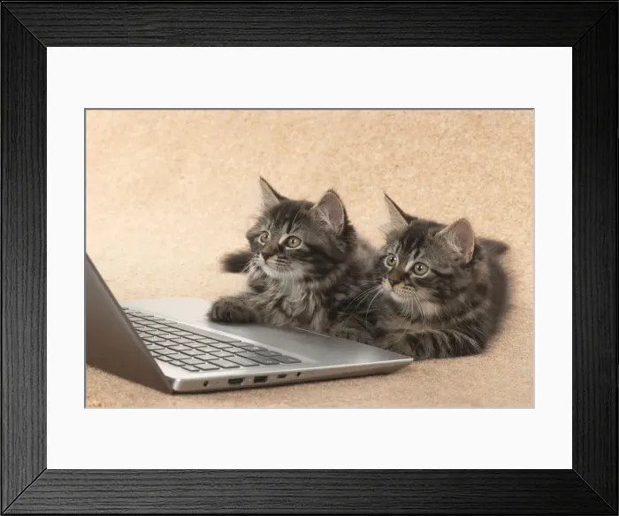 Framed Print : CAT. brown tabby Kittens x2 ( 10 weeks old ) laying together on the floor, looking up at a laptop screen Framed Print : CAT. brown tabby Kittens x2 ( 10 weeks old ) laying together on the floor, looking up at a laptop screen