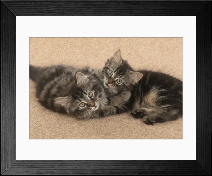 Framed Print : CAT. brown tabby Kittens x2 ( 10 weeks old ) laying together on the floor, looking up Framed Print : CAT. brown tabby Kittens x2 ( 10 weeks old ) laying together on the floor, looking up