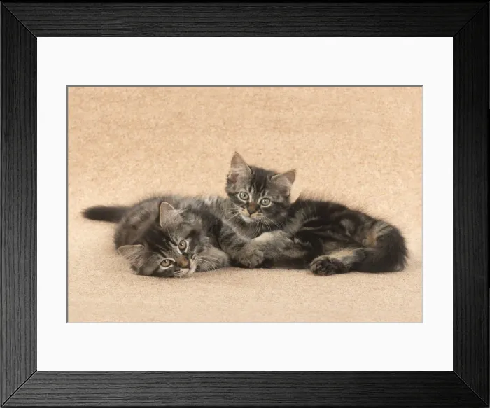Framed Print : CAT. brown tabby Kittens x2 ( 10 weeks old ) laying together on the floor, looking up Framed Print : CAT. brown tabby Kittens x2 ( 10 weeks old ) laying together on the floor, looking up