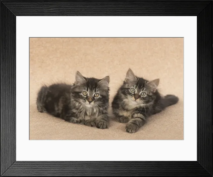 Framed Print : CAT. brown tabby Kittens x2 ( 10 weeks old ) laying together on the floor, looking up Framed Print : CAT. brown tabby Kittens x2 ( 10 weeks old ) laying together on the floor, looking up