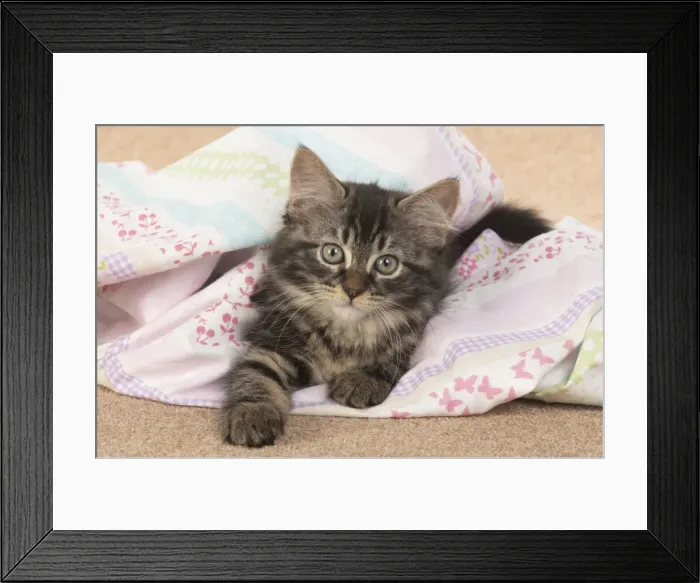 Framed Print : CAT. brown tabby Kitten ( 10 weeks old ) laying on the floor in fabric, looking up Framed Print : CAT. brown tabby Kitten ( 10 weeks old ) laying on the floor in fabric, looking up