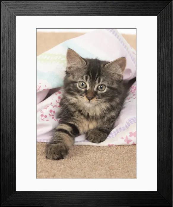Framed Print : CAT. brown tabby Kitten ( 10 weeks old ) laying on the floor in fabric, looking up Framed Print : CAT. brown tabby Kitten ( 10 weeks old ) laying on the floor in fabric, looking up