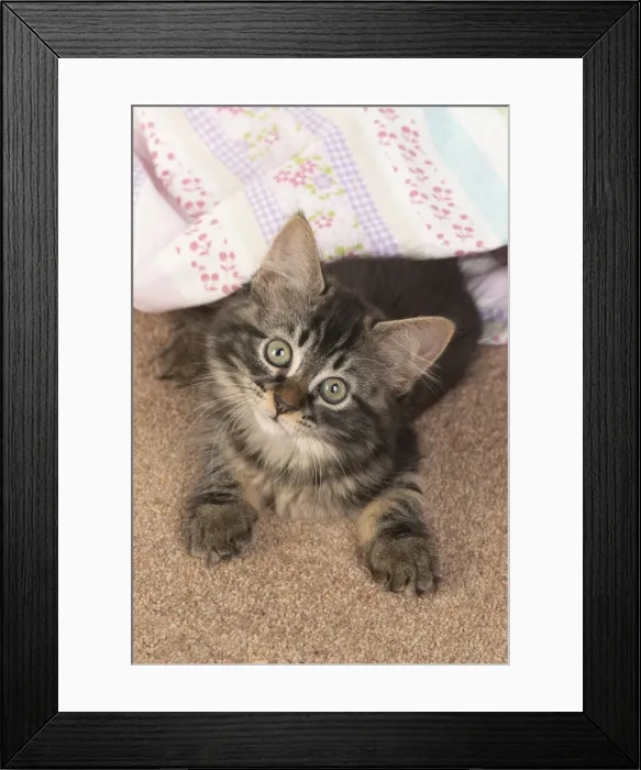 Framed Print : CAT. brown tabby Kitten ( 10 weeks old ) laying on the floor in fabric, looking up Framed Print : CAT. brown tabby Kitten ( 10 weeks old ) laying on the floor in fabric, looking up
