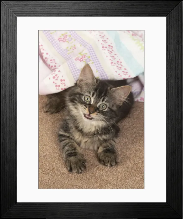 Framed Print : CAT. brown tabby Kitten ( 10 weeks old ) laying on the floor in fabric, looking up Framed Print : CAT. brown tabby Kitten ( 10 weeks old ) laying on the floor in fabric, looking up