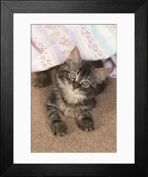 Framed Print : CAT. brown tabby Kitten ( 10 weeks old ) laying on the floor in fabric, looking up Framed Print : CAT. brown tabby Kitten ( 10 weeks old ) laying on the floor in fabric, looking up