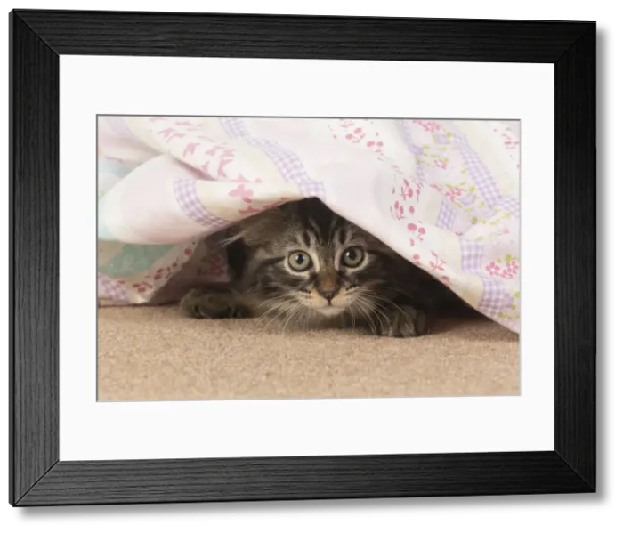 Framed Print : CAT. brown tabby Kitten ( 10 weeks old ) laying on the floor looking out from under fabric Framed Print : CAT. brown tabby Kitten ( 10 weeks old ) laying on the floor looking out from under fabric