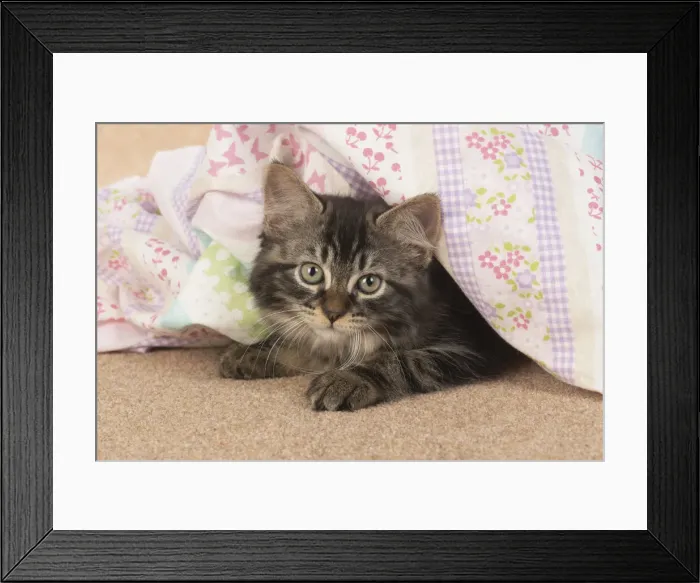 Framed Print : CAT. brown tabby Kitten ( 10 weeks old ) laying on the floor in fabric, looking up Framed Print : CAT. brown tabby Kitten ( 10 weeks old ) laying on the floor in fabric, looking up