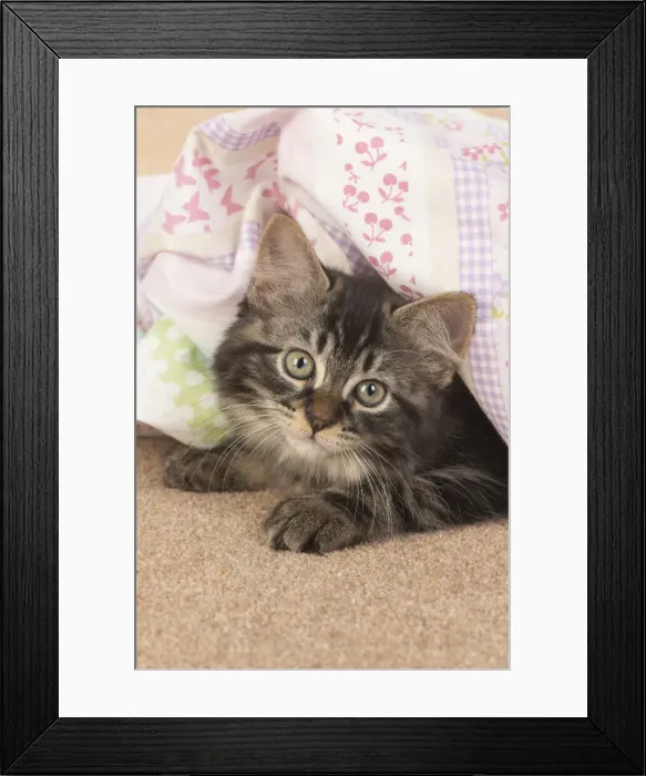 Framed Print : CAT. brown tabby Kitten ( 10 weeks old ) laying on the floor in fabric, looking up Framed Print : CAT. brown tabby Kitten ( 10 weeks old ) laying on the floor in fabric, looking up