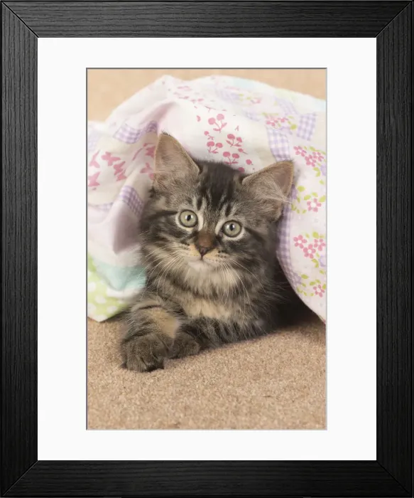 Framed Print : CAT. brown tabby Kitten ( 10 weeks old ) laying on the floor in fabric, looking up Framed Print : CAT. brown tabby Kitten ( 10 weeks old ) laying on the floor in fabric, looking up