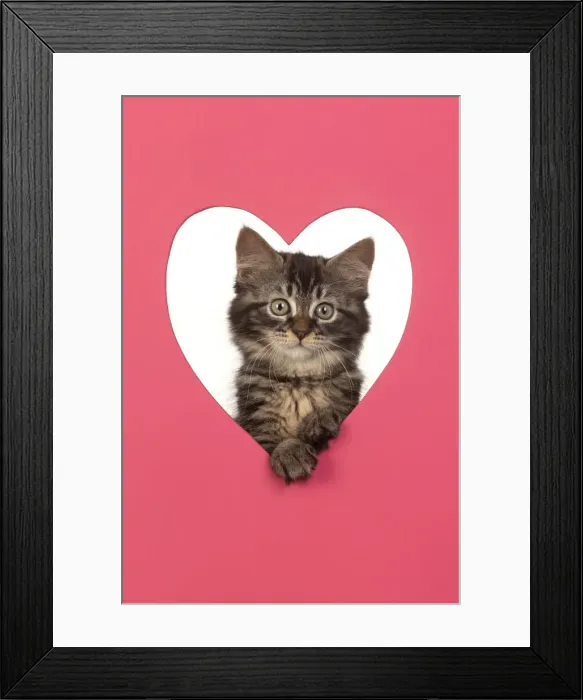 Framed Print : CAT. brown tabby Kitten ( 10 weeks old ) looking through pink heart shaped hole Framed Print : CAT. brown tabby Kitten ( 10 weeks old ) looking through pink heart shaped hole