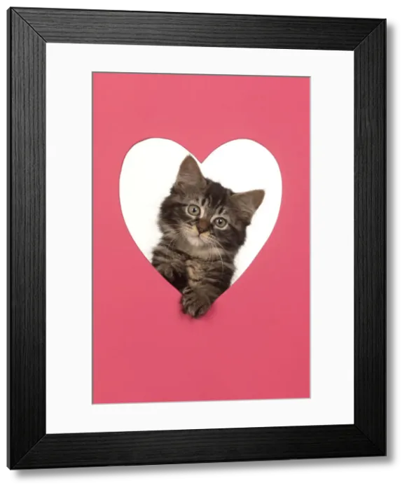 Framed Print : CAT. brown tabby Kitten ( 10 weeks old ) looking through pink heart shaped hole Framed Print : CAT. brown tabby Kitten ( 10 weeks old ) looking through pink heart shaped hole