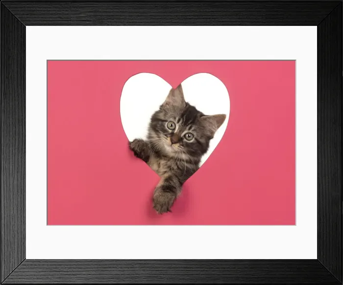 Framed Print : CAT. brown tabby Kitten ( 10 weeks old ) looking through pink heart shaped hole Framed Print : CAT. brown tabby Kitten ( 10 weeks old ) looking through pink heart shaped hole
