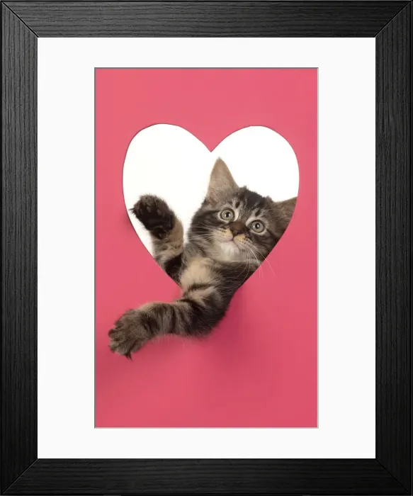 Framed Print : CAT. brown tabby Kitten ( 10 weeks old ) looking through pink heart shaped hole Framed Print : CAT. brown tabby Kitten ( 10 weeks old ) looking through pink heart shaped hole