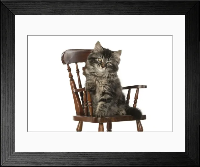 Framed Print : CAT. brown tabby Kitten ( 10 weeks old ) sitting in a miniature chair, paw over arm Framed Print : CAT. brown tabby Kitten ( 10 weeks old ) sitting in a miniature chair, paw over arm
