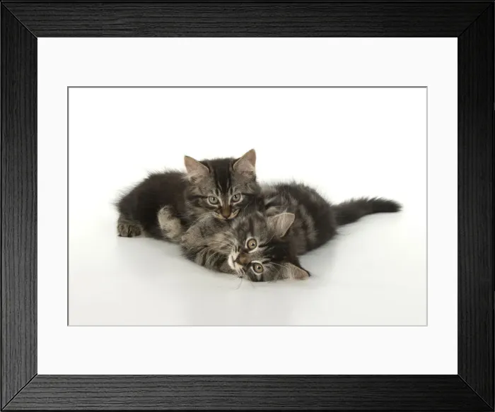 Framed Print : CAT. brown tabby Kittens x2 ( 10 weeks old ) laying together on the floor, looking up. studio, white background Framed Print : CAT. brown tabby Kittens x2 ( 10 weeks old ) laying together on the floor, looking up. studio, white background