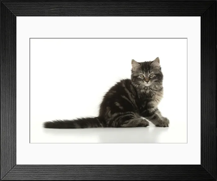 Framed Print : CAT. brown tabby Kitten ( 10 weeks old ) sitting, site view, studio, white background
