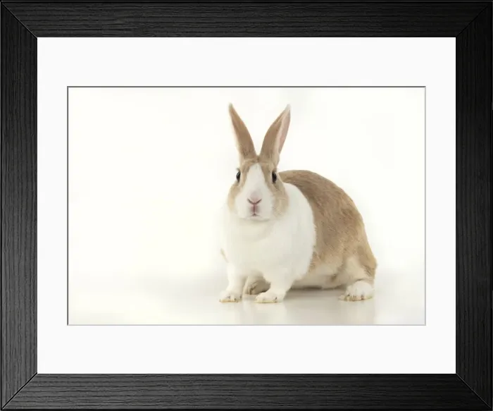 Framed Print : RABBIT, Dutch rabbit, sitting, studio, white background Framed Print : RABBIT, Dutch rabbit, sitting, studio, white background