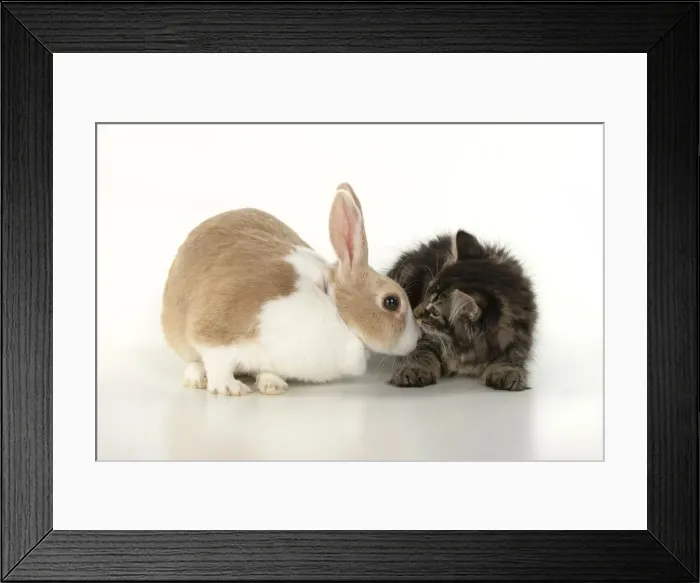 Framed Print : CAT. brown tabby Kitten ( 10 weeks old ) sitting with a dutch rabbit, studio, white background Framed Print : CAT. brown tabby Kitten ( 10 weeks old ) sitting with a dutch rabbit, studio, white background