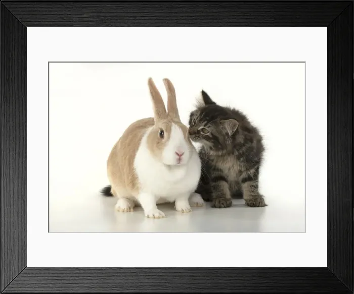 Framed Print : CAT. brown tabby Kitten ( 10 weeks old ) sitting with a dutch rabbit, studio, white background Framed Print : CAT. brown tabby Kitten ( 10 weeks old ) sitting with a dutch rabbit, studio, white background