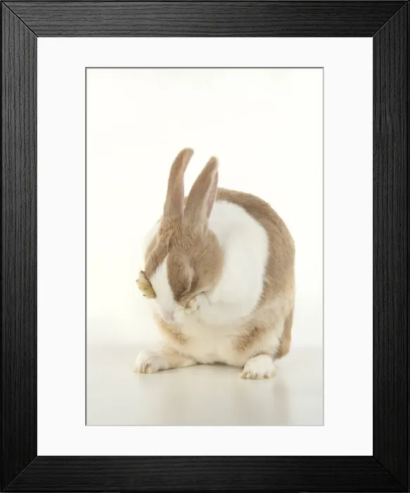 Framed Print : RABBIT, Dutch rabbit, sitting, washing, paws on face, studio, white background Framed Print : RABBIT, Dutch rabbit, sitting, washing, paws on face, studio, white background