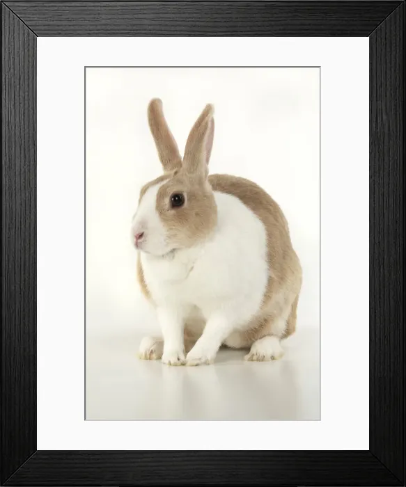 Framed Print : RABBIT, Dutch rabbit, sitting, studio, white background Framed Print : RABBIT, Dutch rabbit, sitting, studio, white background