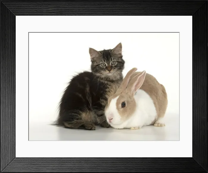 Framed Print : CAT. brown tabby Kitten ( 10 weeks old ) sitting with a dutch rabbit, studio, white background Framed Print : CAT. brown tabby Kitten ( 10 weeks old ) sitting with a dutch rabbit, studio, white background