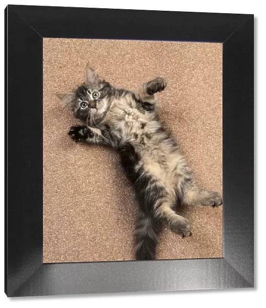 CAT. brown tabby Kitten ( 10 weeks old ) laying  /  rolling on the floor, looking up