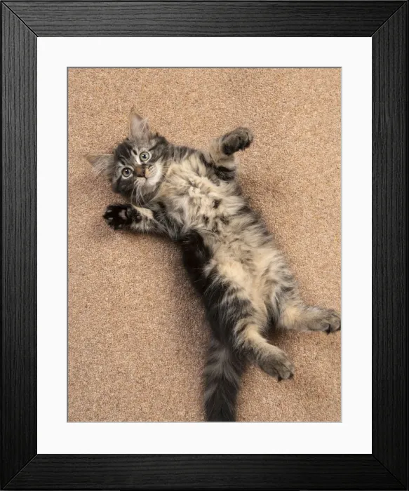 Framed Print : CAT. brown tabby Kitten ( 10 weeks old ) laying / rolling on the floor, looking up Framed Print : CAT. brown tabby Kitten ( 10 weeks old ) laying / rolling on the floor, looking up