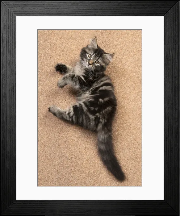 Framed Print : CAT. brown tabby Kitten ( 10 weeks old ) laying / rolling on the floor, looking up Framed Print : CAT. brown tabby Kitten ( 10 weeks old ) laying / rolling on the floor, looking up
