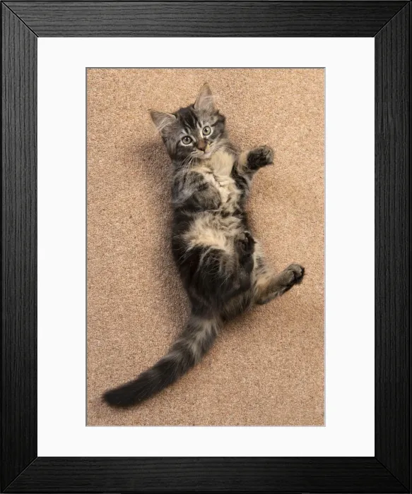 Framed Print : CAT. brown tabby Kitten ( 10 weeks old ) laying / rolling on the floor, looking up Framed Print : CAT. brown tabby Kitten ( 10 weeks old ) laying / rolling on the floor, looking up