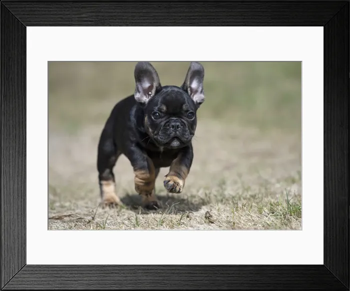 Framed Print : DOG. French Bulldog, puppy (10 weeks old ) running towards the camera, in a garden Framed Print : DOG. French Bulldog, puppy (10 weeks old ) running towards the camera, in a garden