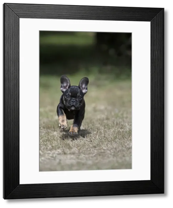 Framed Print : DOG. French Bulldog, puppy (10 weeks old ) running towards the camera, in a garden Framed Print : DOG. French Bulldog, puppy (10 weeks old ) running towards the camera, in a garden