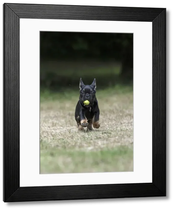 Framed Print : DOG. French Bulldog, puppy (10 weeks old ) running towards the camera, with an apple in its mouth, in a garden Framed Print : DOG. French Bulldog, puppy (10 weeks old ) running towards the camera, with an apple in its mouth, in a garden