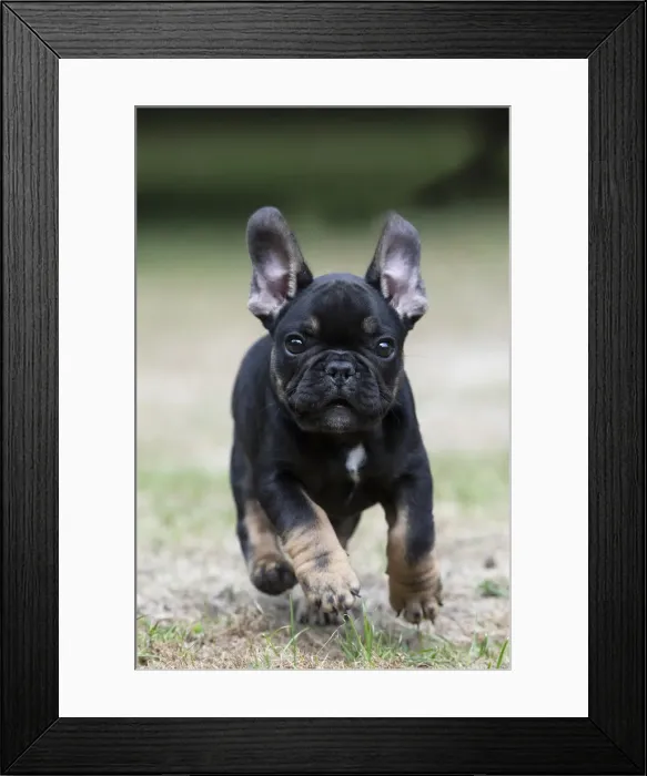 Framed Print : DOG. French Bulldog, puppy (10 weeks old ) running towards the camera, in a garden Framed Print : DOG. French Bulldog, puppy (10 weeks old ) running towards the camera, in a garden