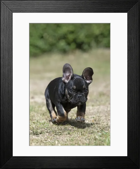 Framed Print : DOG. French Bulldog, puppy (10 weeks old ) running towards the camera, in a garden Framed Print : DOG. French Bulldog, puppy (10 weeks old ) running towards the camera, in a garden