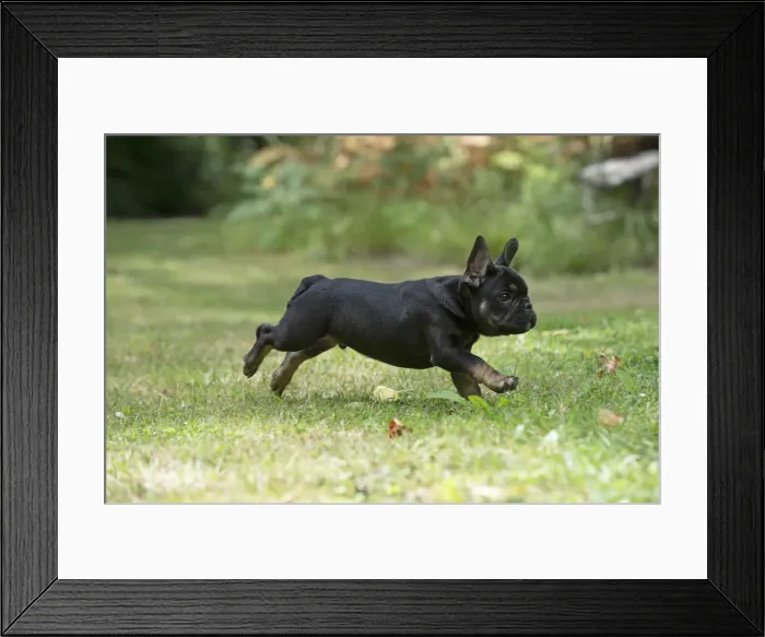 Framed Print : DOG. French Bulldog, puppy (10 weeks old ) running in a garden Framed Print : DOG. French Bulldog, puppy (10 weeks old ) running in a garden