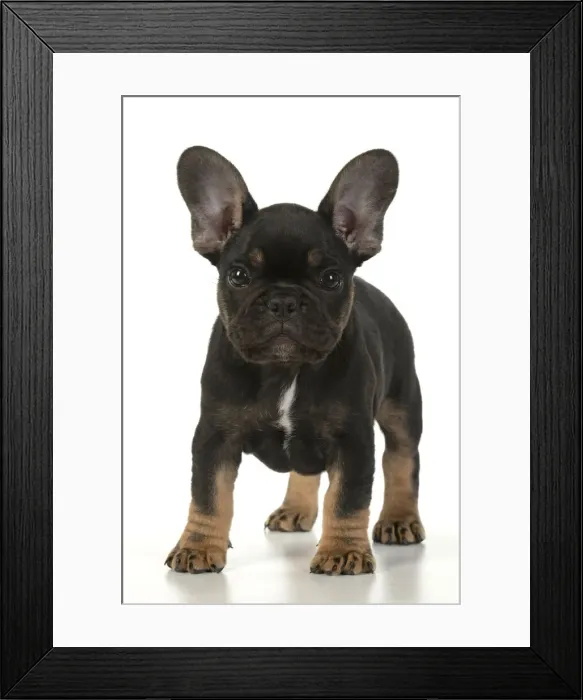 Framed Print : DOG. French Bulldog, puppy (10 weeks old ) standing on white background, studio Framed Print : DOG. French Bulldog, puppy (10 weeks old ) standing on white background, studio