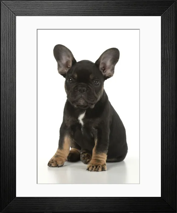Framed Print : DOG. French Bulldog, puppy (10 weeks old ) sitting, face expression, on white background, studio Framed Print : DOG. French Bulldog, puppy (10 weeks old ) sitting, face expression, on white background, studio
